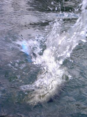 Hecht im Sprung mit Bulletje im Maul