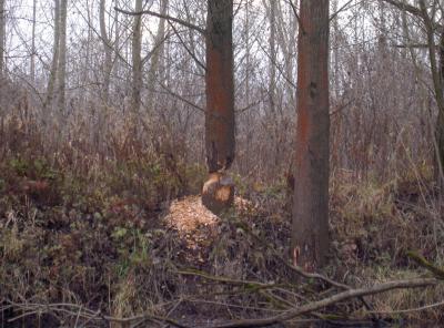 Das hier ist vom Biber - hier entsteht in kürze ein neuer Hecht-Unterstand;-))
