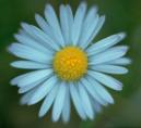 blume