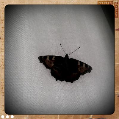 shot_1310538294145