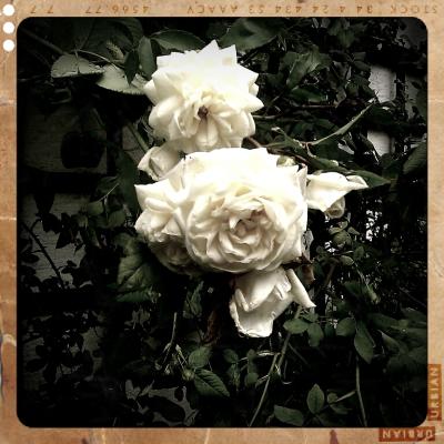 shot_1310647963235
