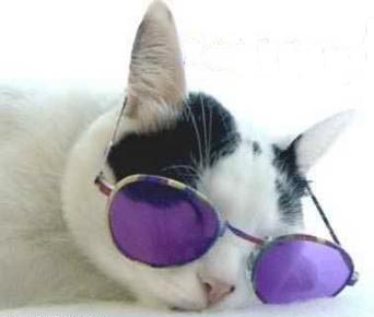 coolcat