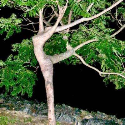 tree