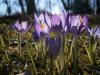 Krokusse