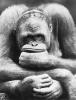 affe