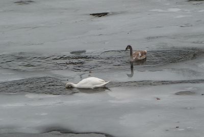 Gans beim Tauchen in Eiswasser