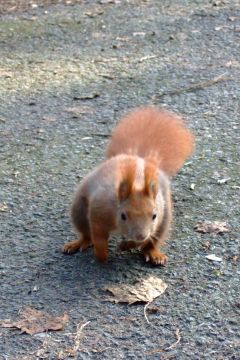 Eichhörnchen