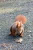 Eichhörnchen