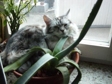 gastkatze