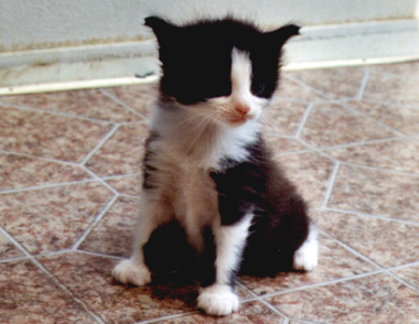 kleine Katze