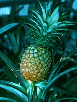ananas