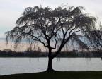 willow-tree