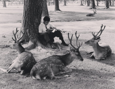 deerjapan
