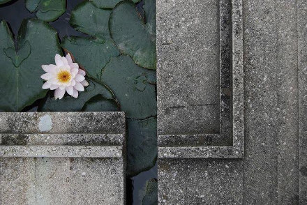 scarpa