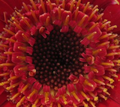 Blume