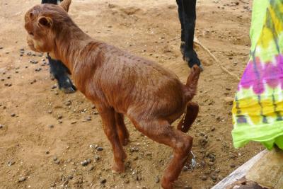 Ein Zicklien muss tun, was ein Zicklein eben tun muss
