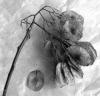 20080227_0006_trockene_samenkaspel_ausschn_quadrat_sw