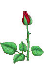 blume3