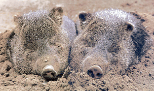 wildschweine-schlafend-animiert