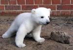 070319_knut_ddp