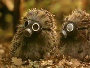 Igel