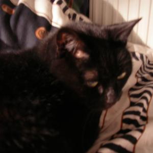 katze-002