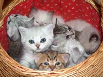 katzenbaby
