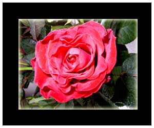 rose_rot