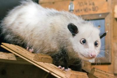 110112_opossum_heidi6_dapd_bg_m