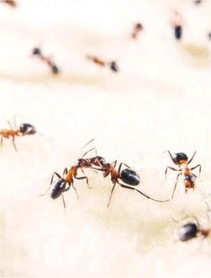 ant