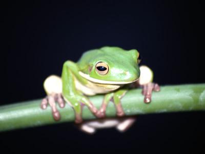 frog_800x600
