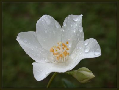 jasmin
