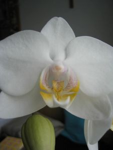 orchidee