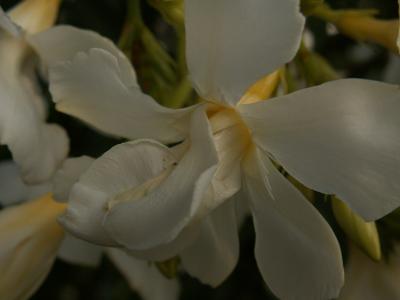 pict0060