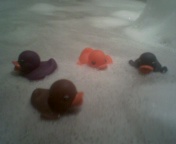 Enten-im-Wasser