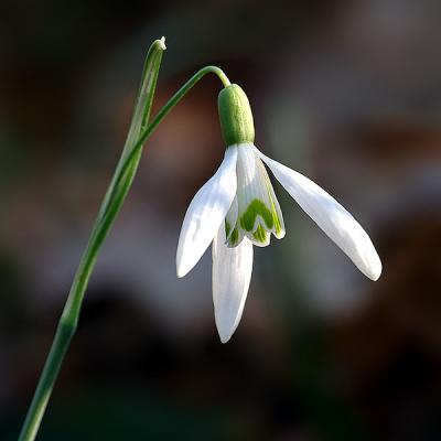 Galanthus