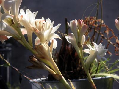 tuberose