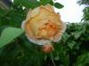 orange-rose