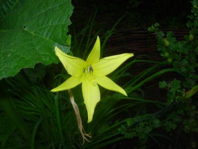 yellow-star