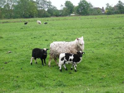 Weisses Schaf mit schwarzgefleckten Laemmern