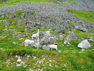 Schafe auf den Lofoten