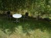 Bambus im Sommer