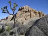 Joshua Tree National Park