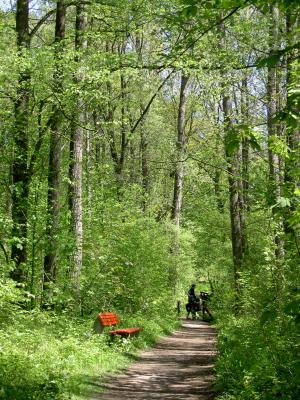 Malerische Radwege durch den Wald...