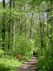 Malerische Radwege durch den Wald...