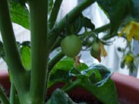 tomate