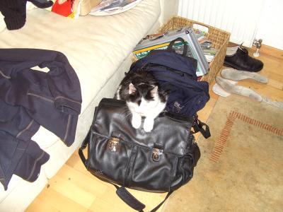 Meine Katze hilft mir öfters beim Vorbereiten für die Schule! ;-)