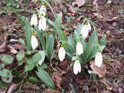 Schneeglockerl01-04