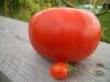 Steak-Tomate1