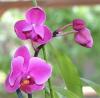 00020457-20ORCHIDEE-20copie-20MINI